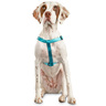 Good2Go Arnés Confort Ajuste Americano Color Turquesa para Perro, Mediano Good2Go Arnés Confort Ajuste Americano Color Turquesa para Perro, Mediano