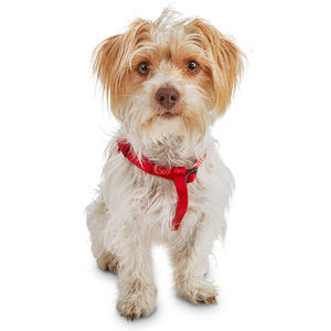 Good2Go Arnés Confort Ajuste Americano Color Rojo para Perro, X-Chico Good2Go Arnés Confort Ajuste Americano Color Rojo para Perro, X-Chico