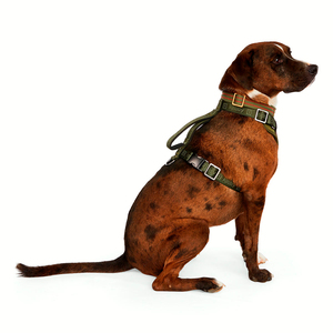 Reddy Arnés de Ajuste Romano Diseño Jacquard Color Verde para Perro, Grande