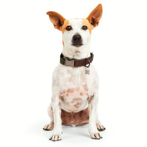 Reddy Collar Diseño Jacquard Color Verde para Perro, Mediano
