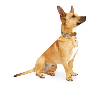 Reddy Collar Ajustable Diseño Rallas Color Verde Olivo con Broche Metálico para Perro, Mediano