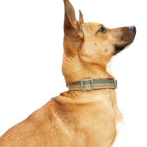 Reddy Collar Ajustable Diseño Rallas Color Verde Olivo con Broche Metálico para Perro, Grande