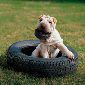 Kong Llanta de Caucho Extreme Tires Negra para Perro, Chico