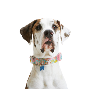 Youly Collar Ajustable Diseño Floral Color Rosa con Broche Metálico para Perro, X-Grande/ XX-Grande Youly Collar Ajustable Diseño Floral Color Rosa con Broche Metálico para Perro, X-Grande/ XX-Grande