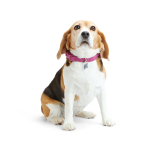 Youly Collar Ajustable Diseño Punteado Reflectante Color Rosa con Broche para Perro, Mediano