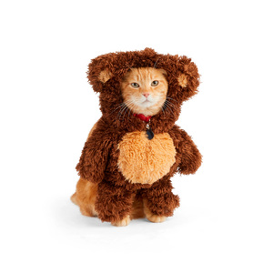 Bootique Disfraz de Osito Teddy para Perro, Mediano