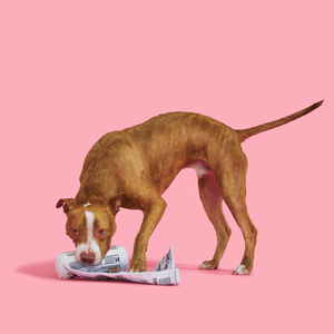 Bark Peluche en Forma de Periódico Chew York Times para Perro, Chico/Mediano