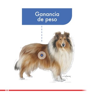 Royal Canin Weight Care Alimento Seco para Perro Adulto Control De Peso Raza Grande, 10 kg