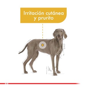 Royal Canin Dermacomfort Alimento Seco para Perro Adulto Piel Sensible Raza Grande, 10 kg