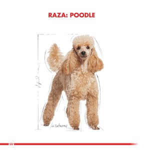 Royal Canin Alimento Húmedo para Poodle Adulto Pouch, 85 g
